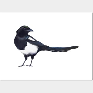 Black-billed Magpie Posters and Art